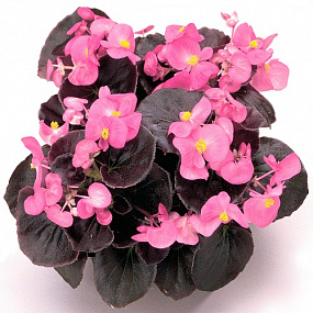 Big pack Бегония вечноцветущая (Begonia semperflorens) Senator iQ Rose, 50 драже
