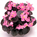 Big pack Бегония вечноцветущая (Begonia semperflorens) Senator iQ Rose, 50 драже
