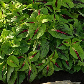 Колеус гибридный (Coleus x hybrida) Premium Shade Kong Jr.™ Lime Vein, 3 драже