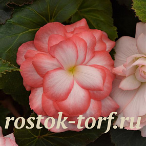 Big pack Бегония клубневая (Begonia tuberosa) On Top Fandango, 20 драже