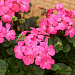 Пеларгония зональная (Pelargonium x hortorum F1) Nano Deep Rose, 3 шт семян