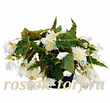 Бегония гибридная (Begonia x hybrida) Funky White, 3 драже