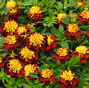 Бархатцы отклоненные (Tagetes patula F1) Super Hero Spry, 10 шт.очищ.семян
