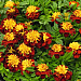 Бархатцы отклоненные (Tagetes patula F1) Super Hero Spry, 10 шт.очищ.семян