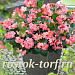 Бегония бенариензис (Begonia x benariensis) Big Pink Green Leaf , 3 драже