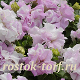 Петуния махровая (Petunia grandiflora F1 double) Double Cascade Orchid Mist, 10 драже