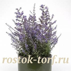 Перовския (Perovskia atriplicifolia) Bluesette, 3 шт