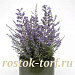 Перовския (Perovskia atriplicifolia) Bluesette, 3 шт