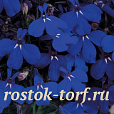 Лобелия еринус (Lobelia erinus) Riviera Midnight Blue, 5 мультидраже