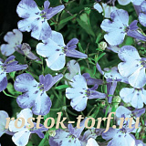 Big pack Лобелия еринус (Lobelia erinus) Riviera Blue Splash, 50 мультидраже