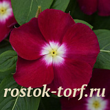 Катарантус розовый ампельный (Vinca rosea) Mediterranean – Xp Burgundy Halo, 5 семян