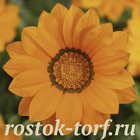 Гацания жестковатая (Gazania rigens F1) Big Kiss Orange, 5 семян