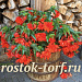 Big pack Бегония гибридная (Begonia x hybrida) Funky Orange, 20 драже