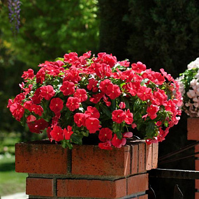 Big pack Катарантус розовый ампельный (Vinca rosea) Mediterranean – Xp Red, 30 семян