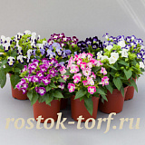 Торения Фурнье (Torenia fournieri) Hi-Lite Mix, 5 драже