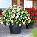 Big pack Бегония бенариензис (Begonia x benariensis) Big White Green Leaf, 20 драже