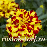 Бархатцы отклоненные (Tagetes patula nana) Alumia Crème Brulee, 10 клип. семян