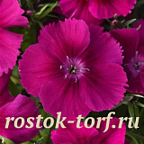 Гвоздика (Dianthus chinensis) Coronet™ Purple , 5 драже