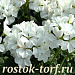 Big pack Пеларгония зональная (Pelargonium x hortorum F1) Nano White, 20 шт