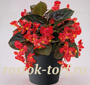 Бегония бенариензис (Begonia x benariensis) Big Red Bronze Leaf, 3 драже