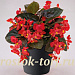 Бегония бенариензис (Begonia x benariensis) Big Red Bronze Leaf, 3 драже