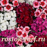Гвоздика (Dianthus chinensis) Coronet™ Mix , 5 драже
