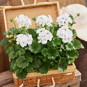 Big pack Пеларгония зональная (Pelargonium x hortorum F1) Nano White, 20 шт