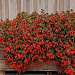 Бегония боливийская (Begonia boliviensis) Santa Cruz, 3 драже
