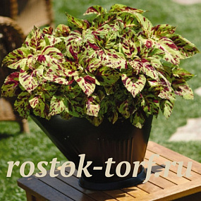 Колеус гибридный (Coleus hybrida) Wizard Mosaic, 10 семян