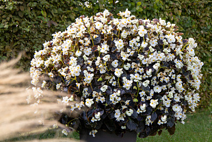 Big pack Бегония бенариензис (Begonia x benariensis) Big White Bronze Leaf, 20 драже