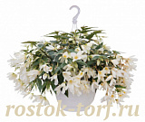 Big pack Бегония боливийская (Begonia boliviensis) Groovy White, 20 драже