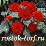 Big pack Бегония клубневая (Begonia tuberosa) Amerihybrid Ruffled Scarlet Red, 20 драже