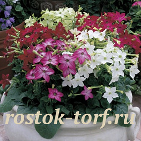 Табак крылатый (Nicotiana alata) Saratoga Mix, 10 драже