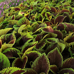 Колеус гибридный (Coleus x hybrida) Premium Shade Kong Jr.™ Scarlet , 3 драже