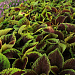 Колеус гибридный (Coleus x hybrida) Premium Shade Kong Jr.™ Scarlet , 3 драже