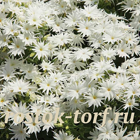 Флокс друммонда (Phlox drummondii) Popstars White, 5 семян