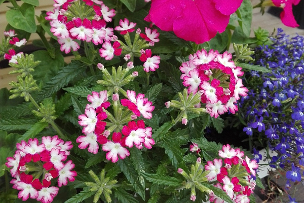 Вербена гибридная(Verbena hybrida) Obsession Twister