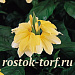 Кроссандра (Crossandra) Tropic Yellow Splash 3 шт