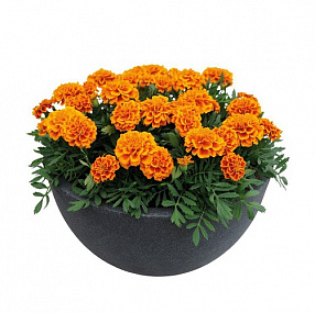 Big pack Бархатцы отклоненные (Tagetes patula F1) Super Hero Orange Bee, 30 очищ.семян