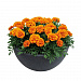 Big pack Бархатцы отклоненные (Tagetes patula F1) Super Hero Orange Bee, 30 очищ.семян