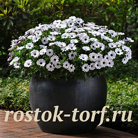 Остеоспермум Эклона (Osteospermum eclonis F1) Akila White, 3 шт семян