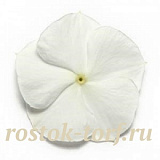 Катарантус розовый (Vinca rosea) Pacifica – Xp White, 10 семян