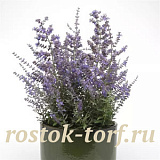 Перовския (Perovskia atriplicifolia) Bluesette, 3 шт