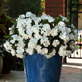Катарантус розовый ампельный (Vinca rosea) Mediterranean – Xp White, 5 семян