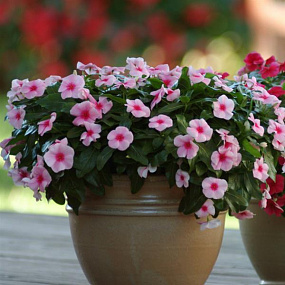 Катарантус розовый ампельный (Vinca rosea) Mediterranean XP Strawberry, 5 семян