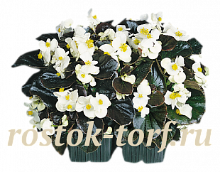 Big pack Бегония вечноцветущая Begonia semperflorens Cocktail® Whiskey, 50 драже
