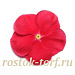 Катарантус розовый ампельный (Vinca rosea) Mediterranean – Xp Red, 5 семян