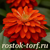 Цинния (Zinnia marylandica) Double Zahara™ Fire, 5 обраб. семян