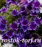 Флокс друммонда (Phlox drummondii) Popstars Deep Blue, 5 семян