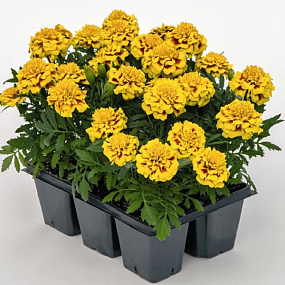 Бархатцы отклоненные (Tagetes patula F1) Super Hero Yellow Bee, 10 шт очищ.семян